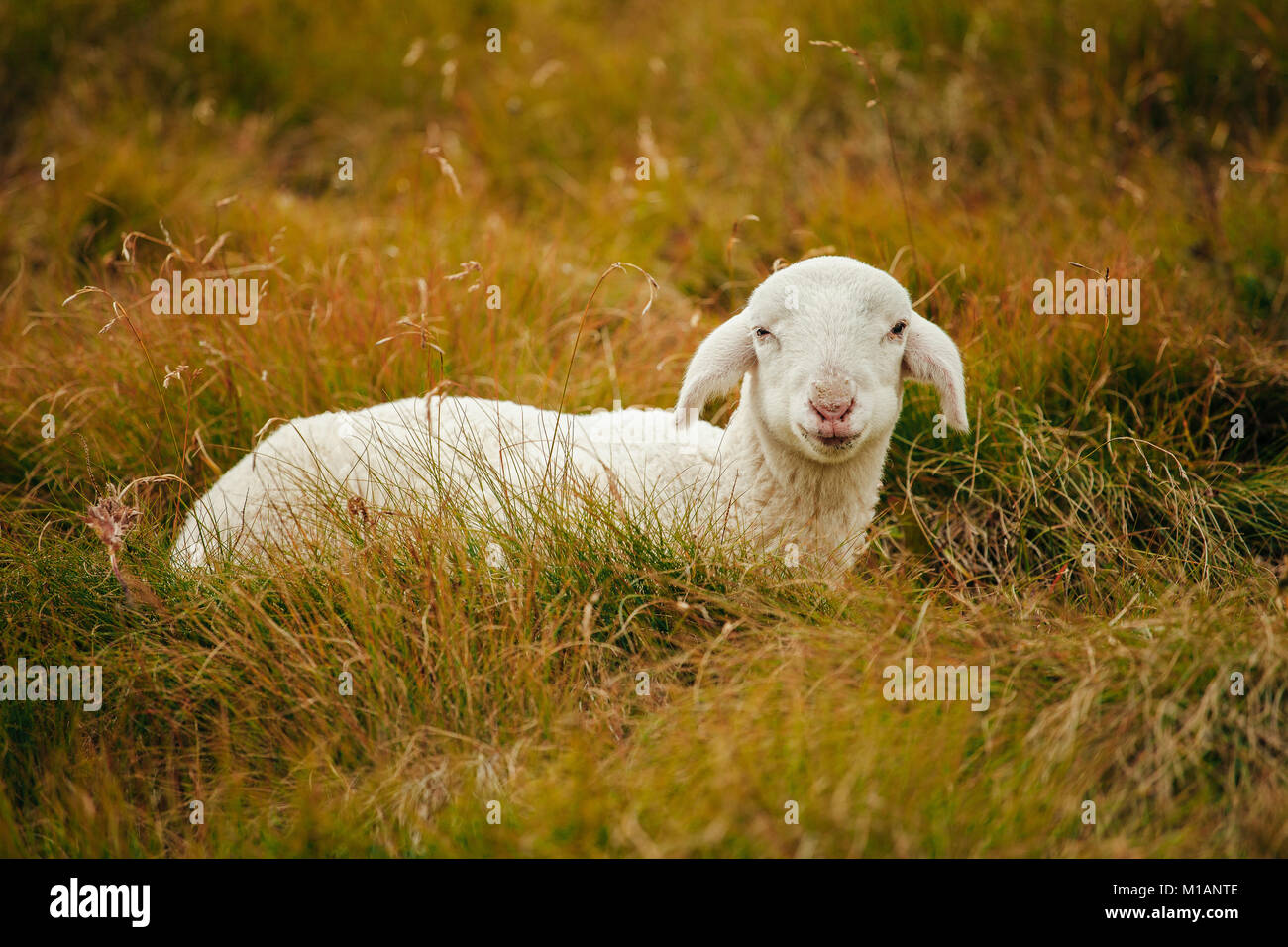 Funny ovini è rilassante in erba Foto Stock