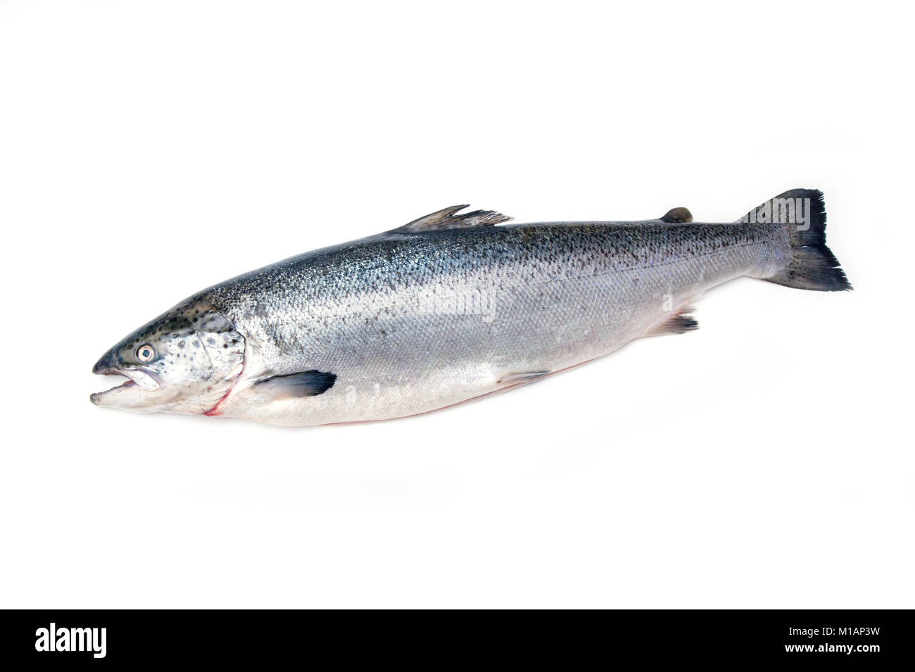 Tutto il salmone atlantico Pesce isolato su un bianco di sfondo per studio. Foto Stock