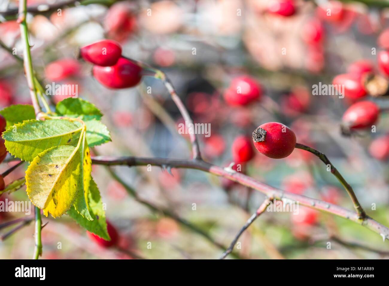 Ripe red rose hip su una boccola in autunno Foto Stock