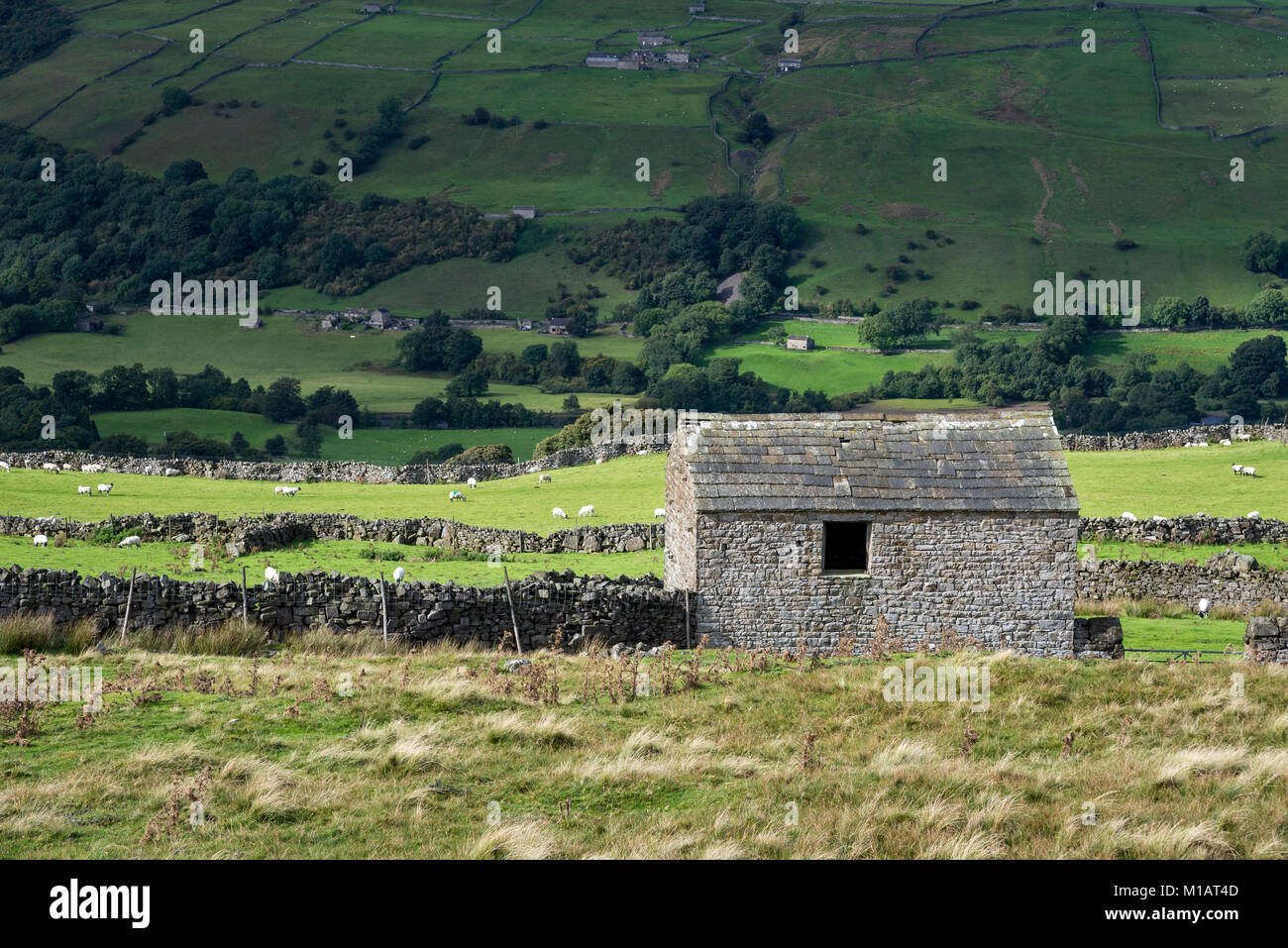 Il vecchio fienile in pietra su una collina sopra Swaledale nel North Yorkshire, Inghilterra. Foto Stock