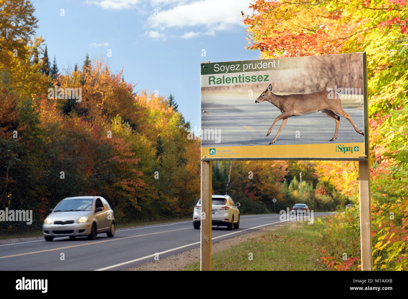 Cartello stradale in francese driver di avvertimento circa il pericolo di collisione con animali selvatici che attraversano la strada. Mt Tremblant, provincia del Québec in Canada. Foto Stock