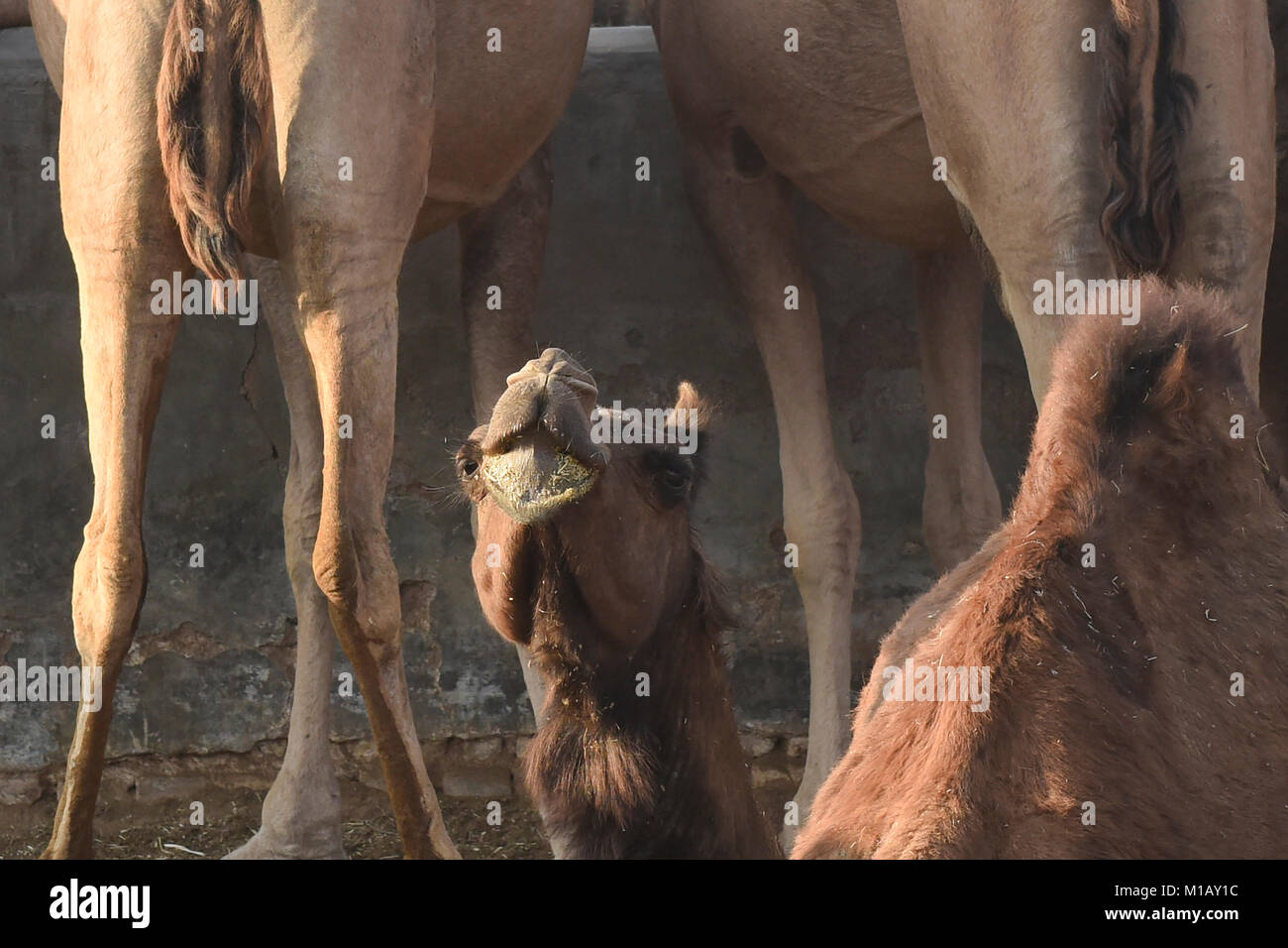 Cammello al Camel Allevamento a Bikaner, Rajasthan, India Foto Stock