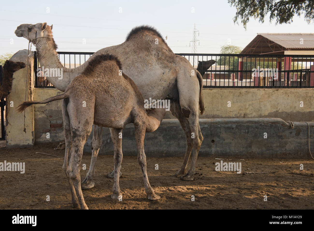 I tempi di mungitura al Camel Allevamento a Bikaner, Rajasthan, India Foto Stock