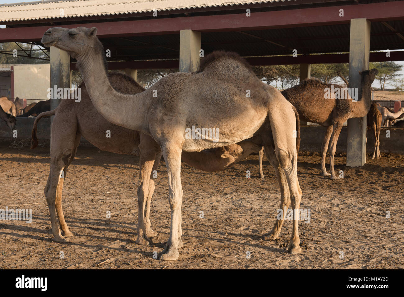 I tempi di mungitura al Camel Allevamento a Bikaner, Rajasthan, India Foto Stock