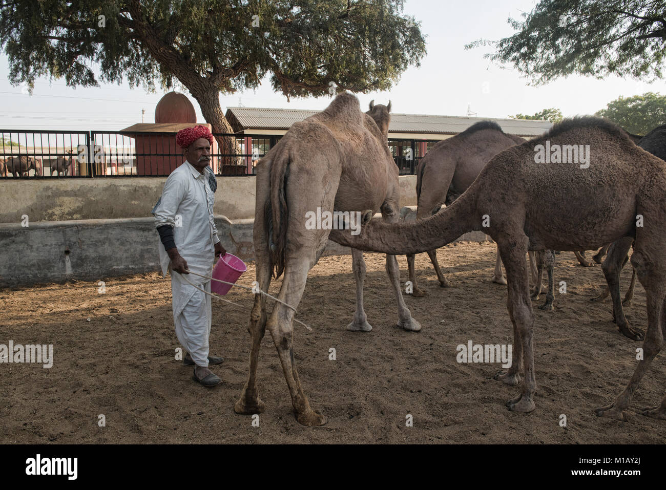 I tempi di mungitura al Camel Allevamento a Bikaner, Rajasthan, India Foto Stock
