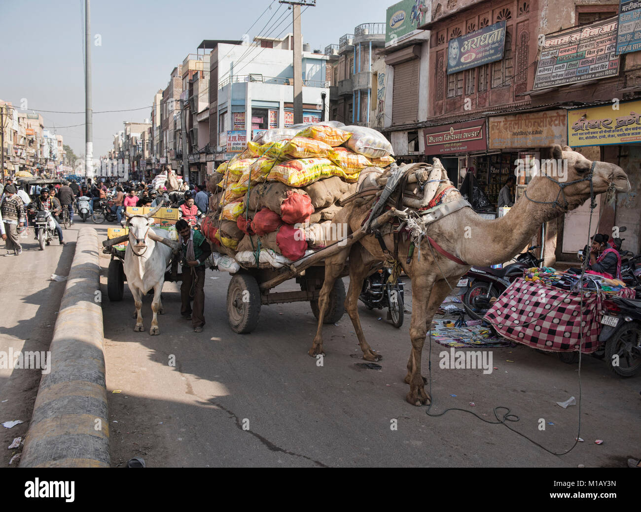 I cammelli sono usati per mezzo di trasporto in Bikaner, Rajasthan, India Foto Stock