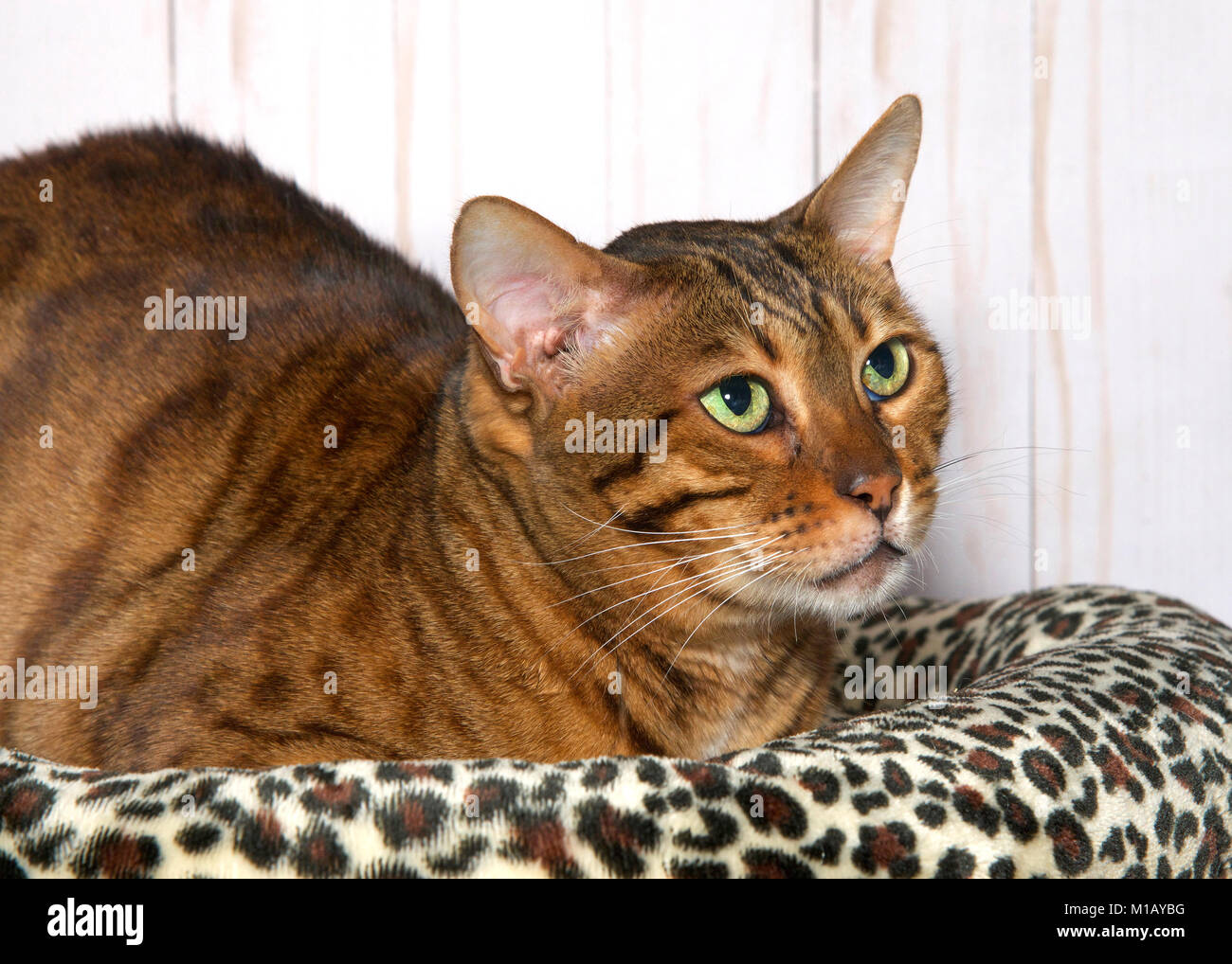 Gatto bengala posa su un ghepardo coperta di stampa con la luce del pannello in legno sfondo a parete. Gli occhi verdi guardando in alto, vista di profilo Foto Stock