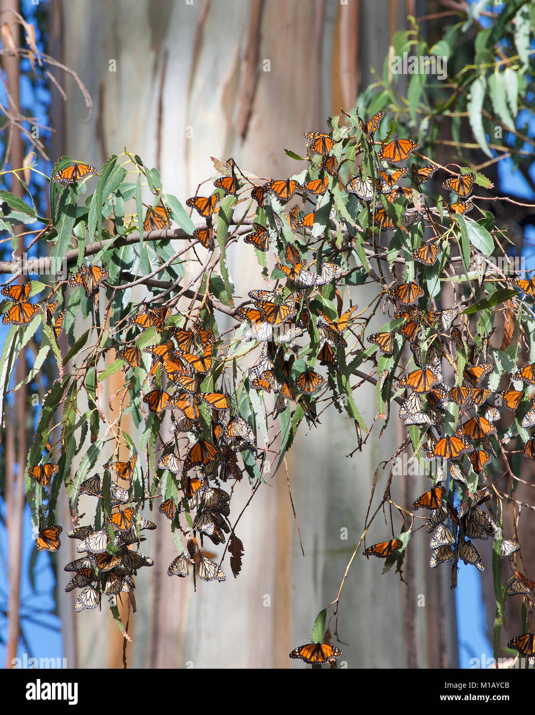Numerose farfalle monarca raggruppati in un albero di eucalipto, tronco dell'albero in background. La farfalla monarca può essere più familiare Nord Ame Foto Stock