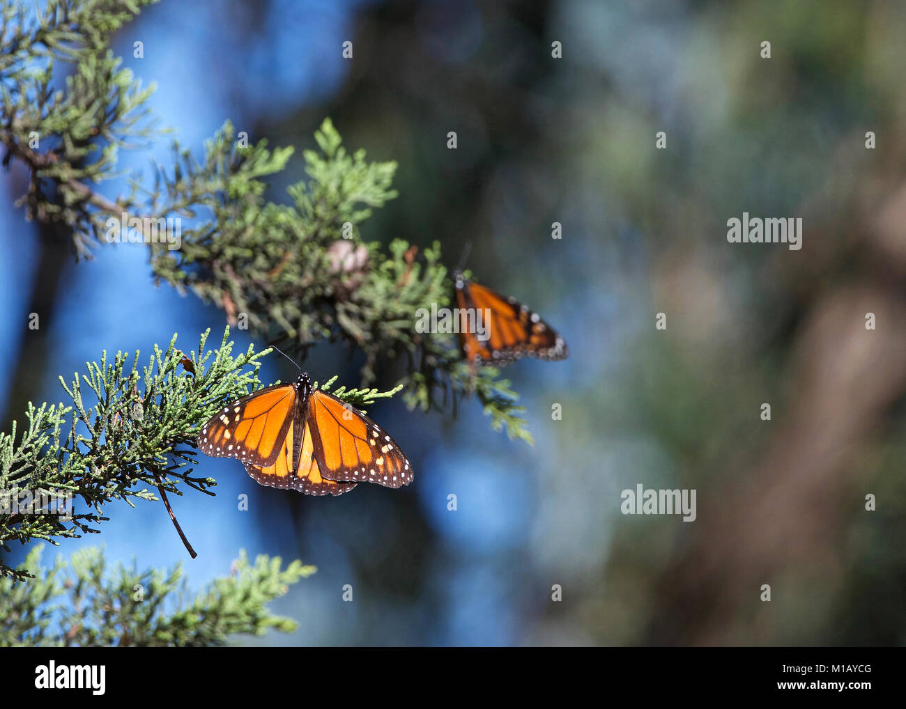 Due farfalle monarca in un albero di pino. La farfalla monarca può essere più familiare North American a farfalla e un iconico specie impollinatrice. Foto Stock
