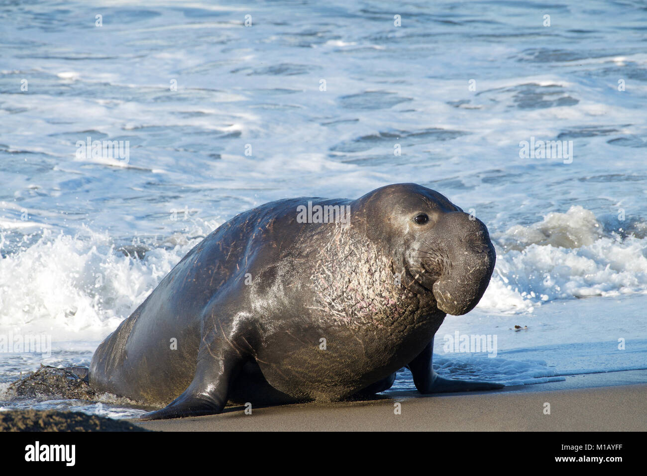 Maschio guarnizione di elefante su una spiaggia a guardare verso gli spettatori a destra. Le guarnizioni di tenuta di elefante prendono il loro nome dal grande proboscide del maschio adulto (BULL), che r Foto Stock