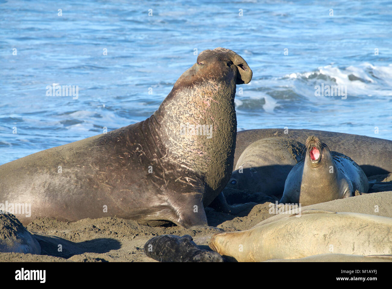 Maschio guarnizione di elefante posa su una spiaggia, fonazione. Le guarnizioni di tenuta di elefante prendono il loro nome dal grande proboscide del maschio adulto (BULL), che assomiglia ad un Foto Stock