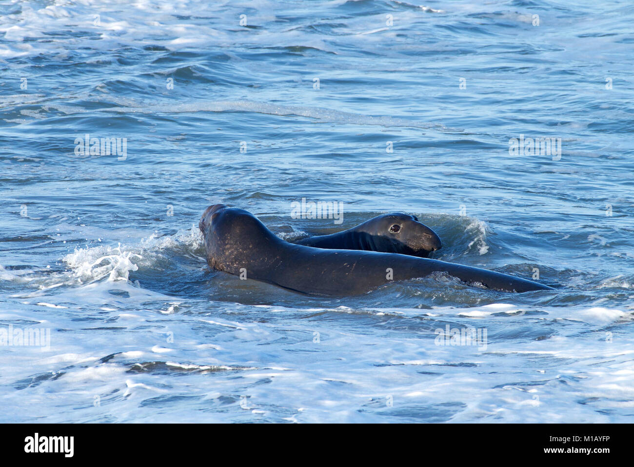 Guarnizione di elefante nuotare nell'oceano semplicemente off shore. Le guarnizioni di tenuta di elefante prendono il loro nome dal grande proboscide del maschio adulto (BULL), che assomiglia Foto Stock