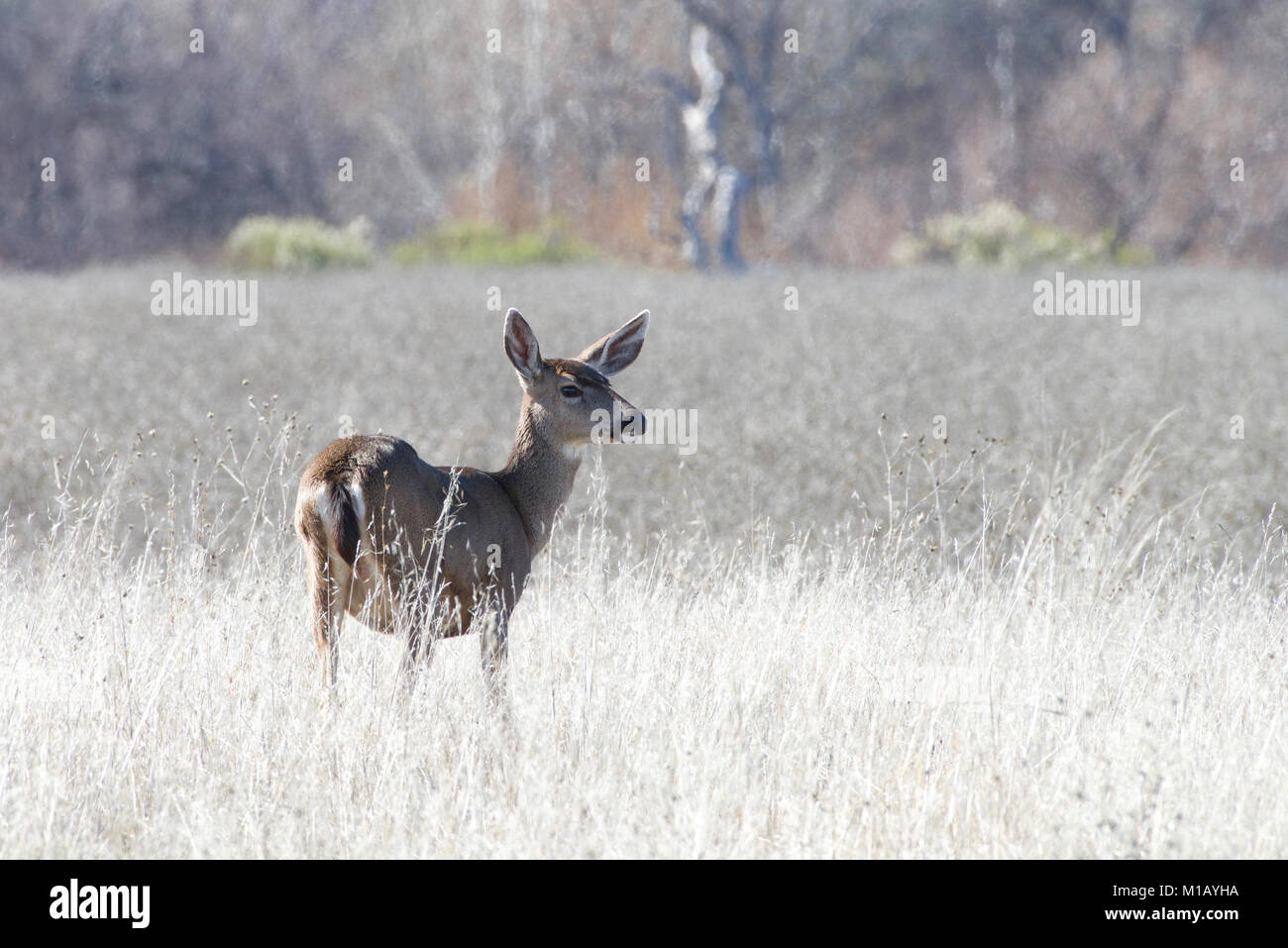 Giovane cervo in piedi da solo in un periodo di siccità riarsa campo nel nord della California. Femmina di renne e cervi maschi di tutte le specie (tranne i cinesi d acqua Foto Stock