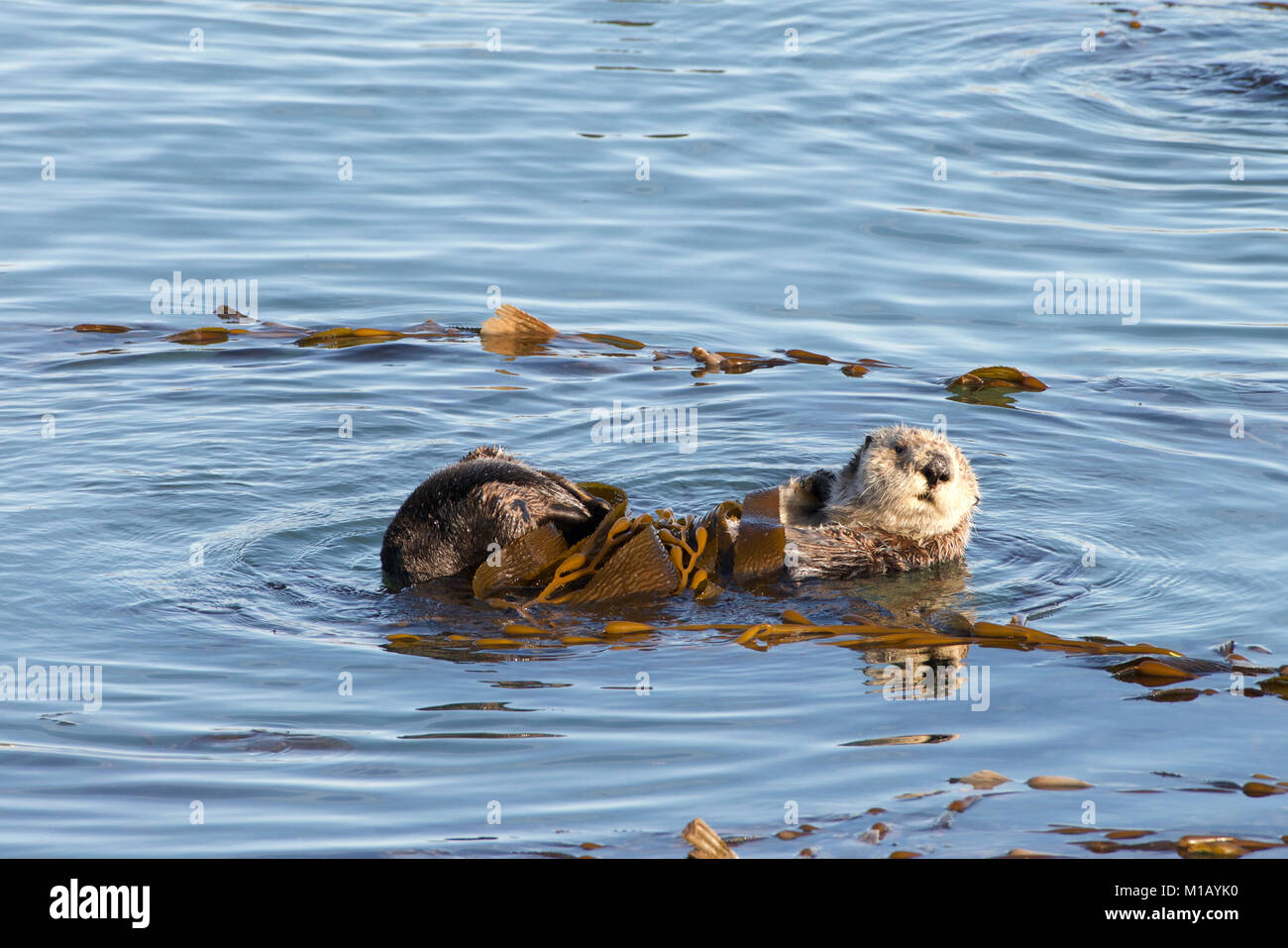 California le lontre marine toelettatura e giocando in poco profonde acque dell'oceano vicino alla riva. Le lontre marine spendono molto del loro tempo le operazioni di toletta. Foto Stock