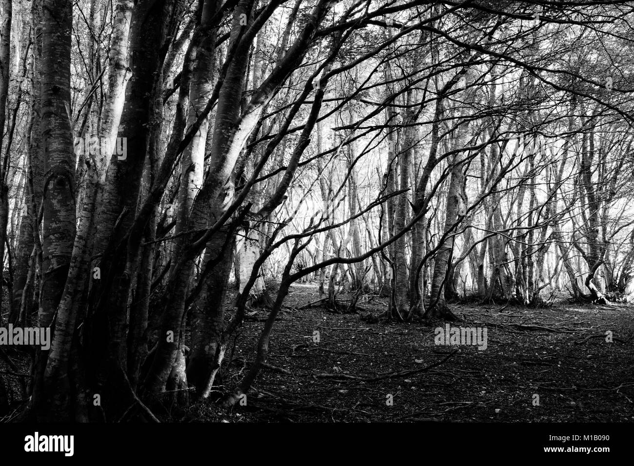 Alberi in Canfaito (Marche) foresta di faggio, con bassa sun filtrando attraverso Foto Stock