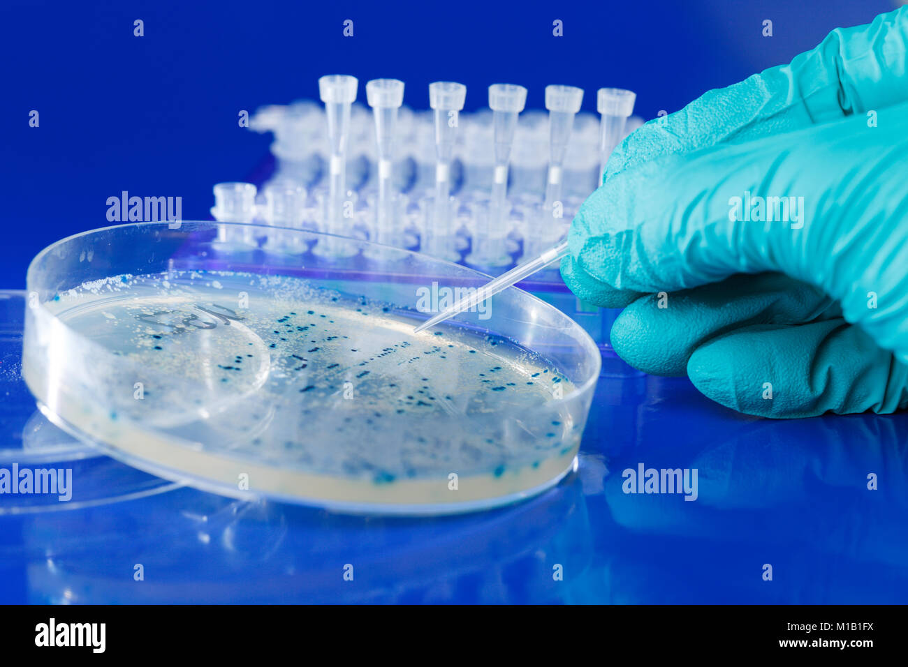 Scienziato mano preleva colonie batteriche per il clonaggio del vettore transgenico in DNA plasmidico Foto Stock