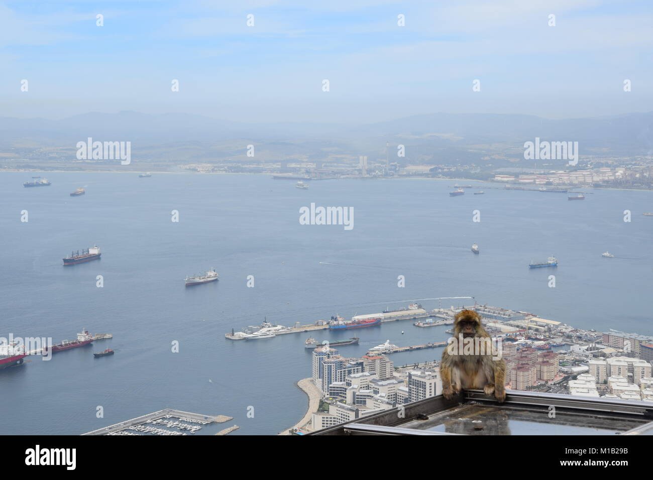 Le scimmie selvatiche in Gibilterra Foto Stock