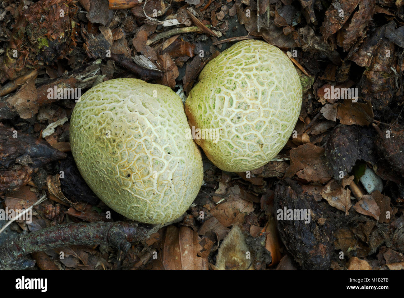 Messa a terra comune sfera, Schleroderma citrinum, Wales, Regno Unito. Foto Stock