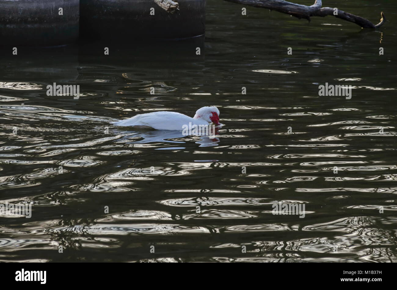 White anatra muta o Cairina moschata balneazione in stagno, Sofia, Bulgaria Foto Stock