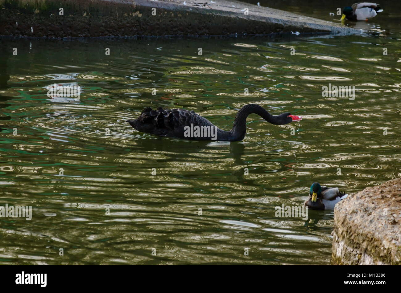 Bella Black Swan nuoto su un lago, Sofia, Bulgaria Foto Stock