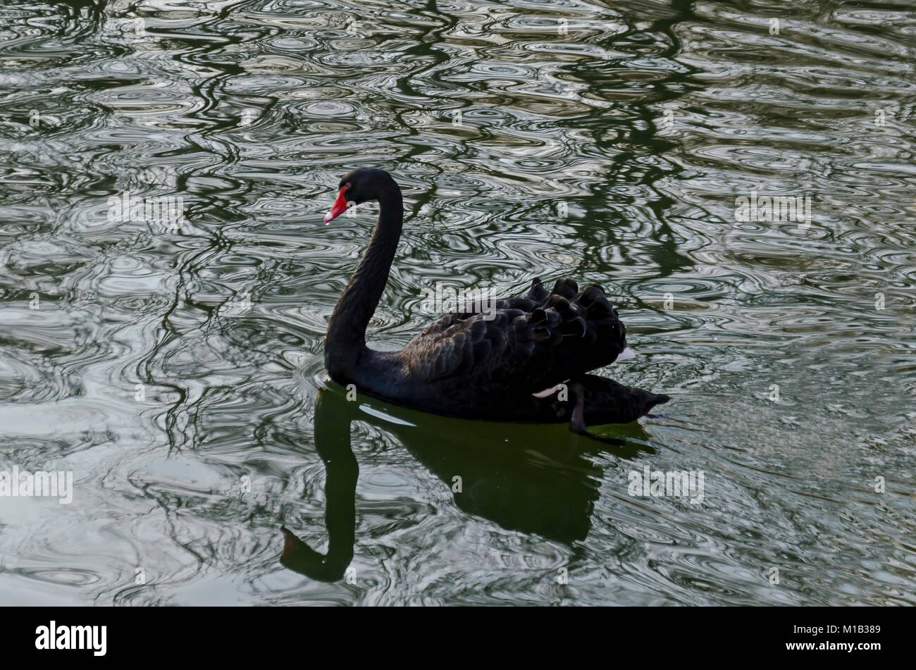Bella Black Swan nuoto su un lago, Sofia, Bulgaria Foto Stock