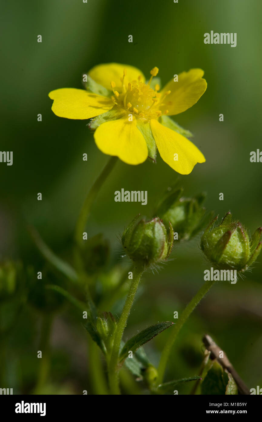 Potentilla verna,Fruehlingsfingerkraut,cinquefoil molla Foto Stock