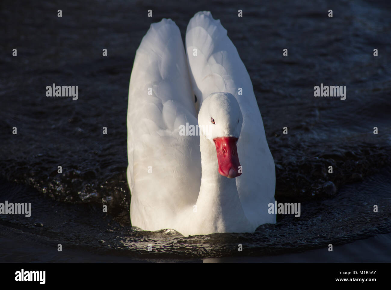 Cigno a Martinmere WWT Foto Stock