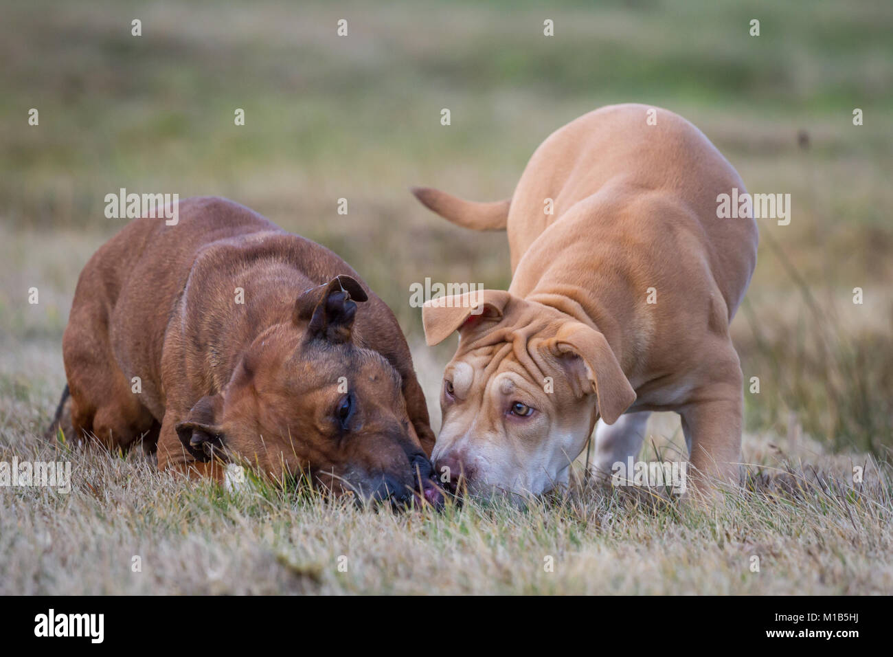 Gruppo di cani che giocano su un prato (Bulldog tipo cane e Working Pit Bulldogs) Foto Stock