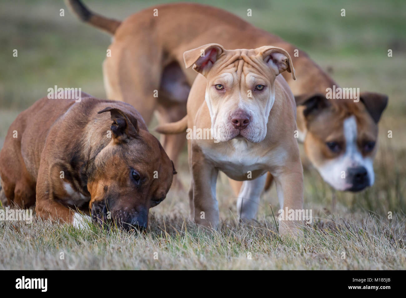 Gruppo di cani che giocano su un prato (Bulldog tipo cane e Working Pit Bulldogs) Foto Stock