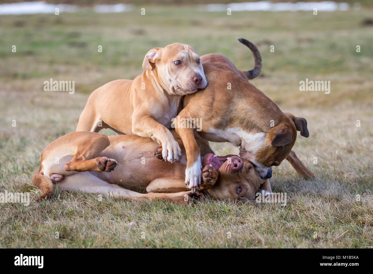 Gruppo di cani che giocano su un prato (Bulldog tipo cane e Working Pit Bulldogs) Foto Stock