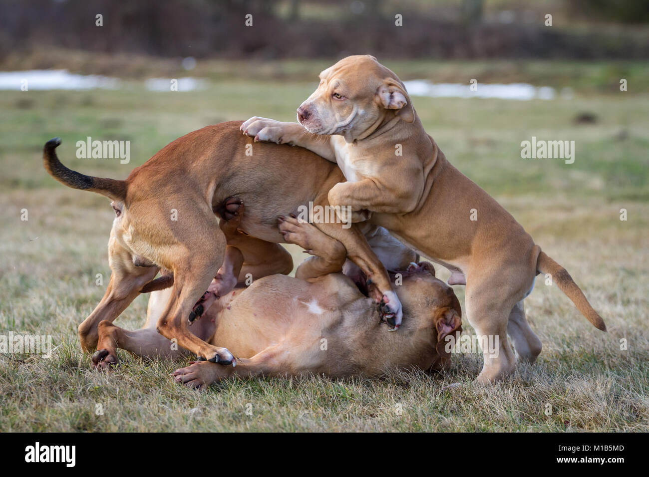 Gruppo di cani che giocano su un prato (Bulldog tipo cane e Working Pit Bulldogs) Foto Stock