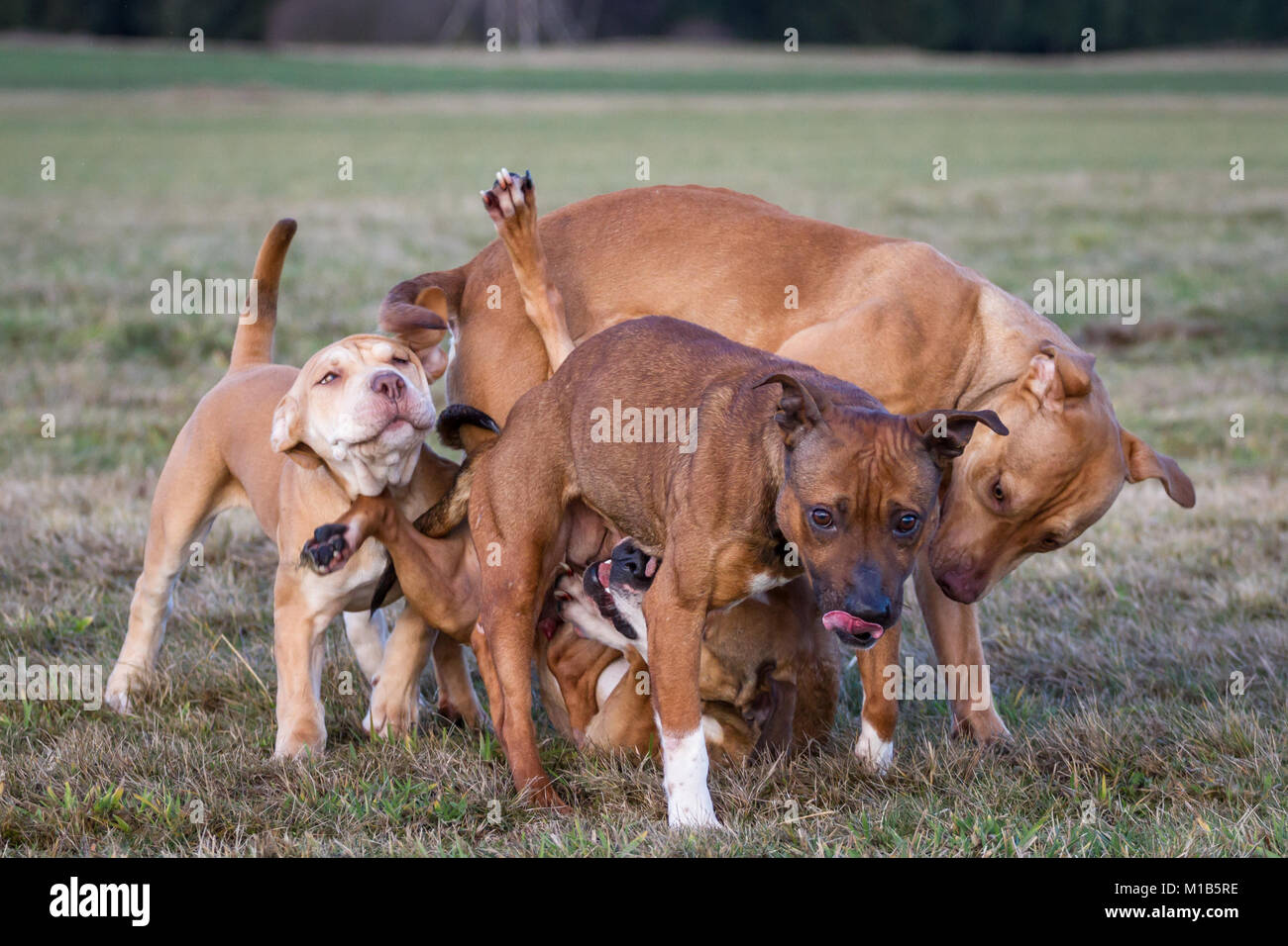 Gruppo di cani che giocano su un prato (Bulldog tipo cane e Working Pit Bulldogs) Foto Stock
