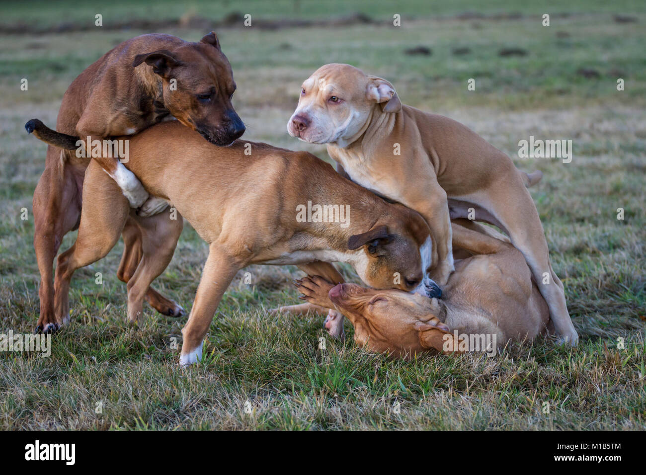 Gruppo di cani che giocano su un prato (Bulldog tipo cane e Working Pit Bulldogs) Foto Stock