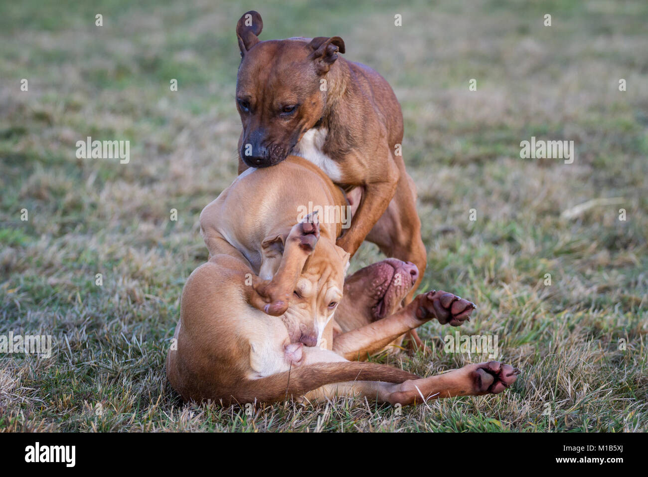 Gruppo di cani che giocano su un prato (Bulldog tipo cane e Working Pit Bulldogs) Foto Stock