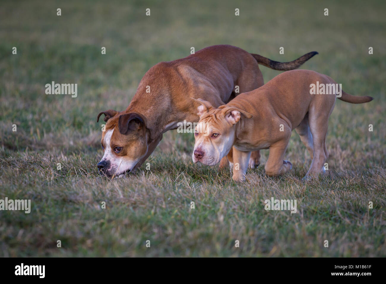 Cani che sniffano su un prato (cane tipo Bulldog e cucciolo di Bulldog Working Pit) Foto Stock