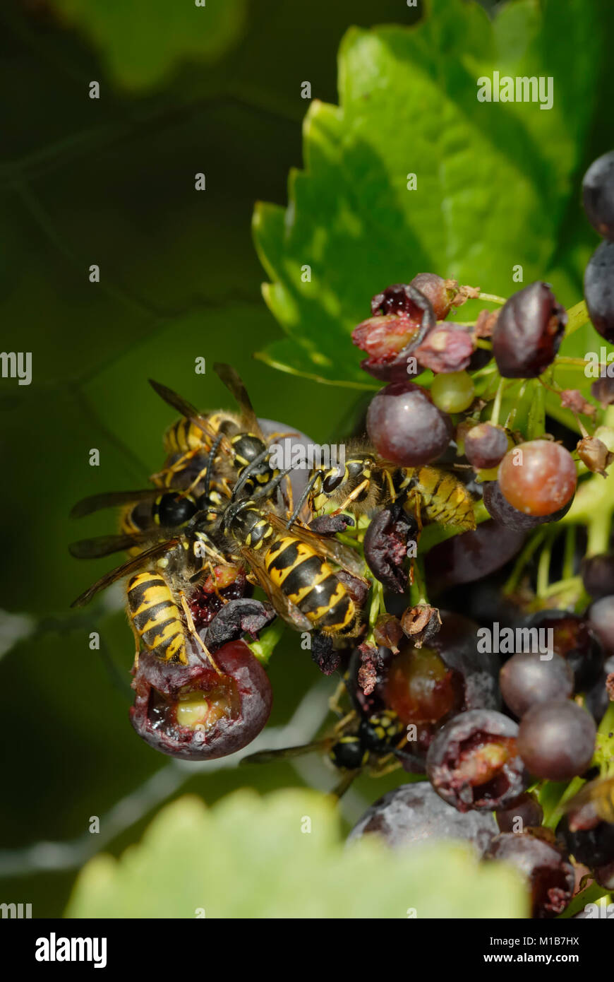 Wasps comune, Vesputa vulgaris, alimentazione su Vitis vinifera, uva da dessert, 'Gagarin Blue' sulla vite Galles, UK. Foto Stock
