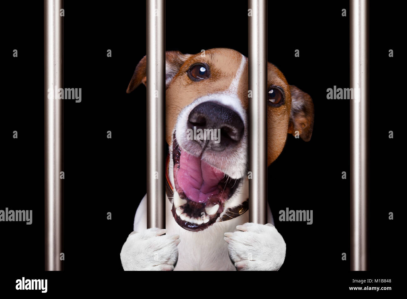 Cane criminali dietro le sbarre di stazione di polizia, il carcere carcere o rifugio per cattivo comportamento Foto Stock