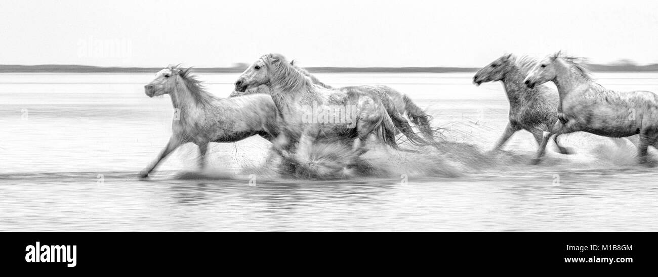 Cavalli Camargue (Equus caballus), al galoppo attraverso acqua vicino Saintes-Marie-de-la-Mer, Camargue, Francia, Europa Foto Stock