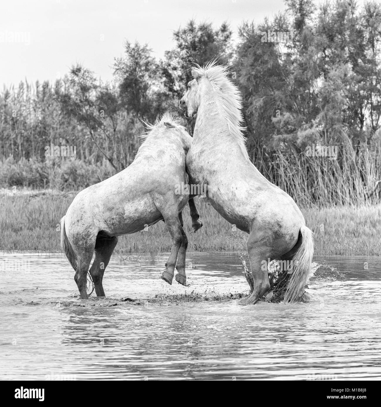 Cavalli Camargue (Equus caballus) stalloni, combattendo in acqua vicino Saintes-Marie-de-la-Mer, Camargue, Francia, Europa Foto Stock