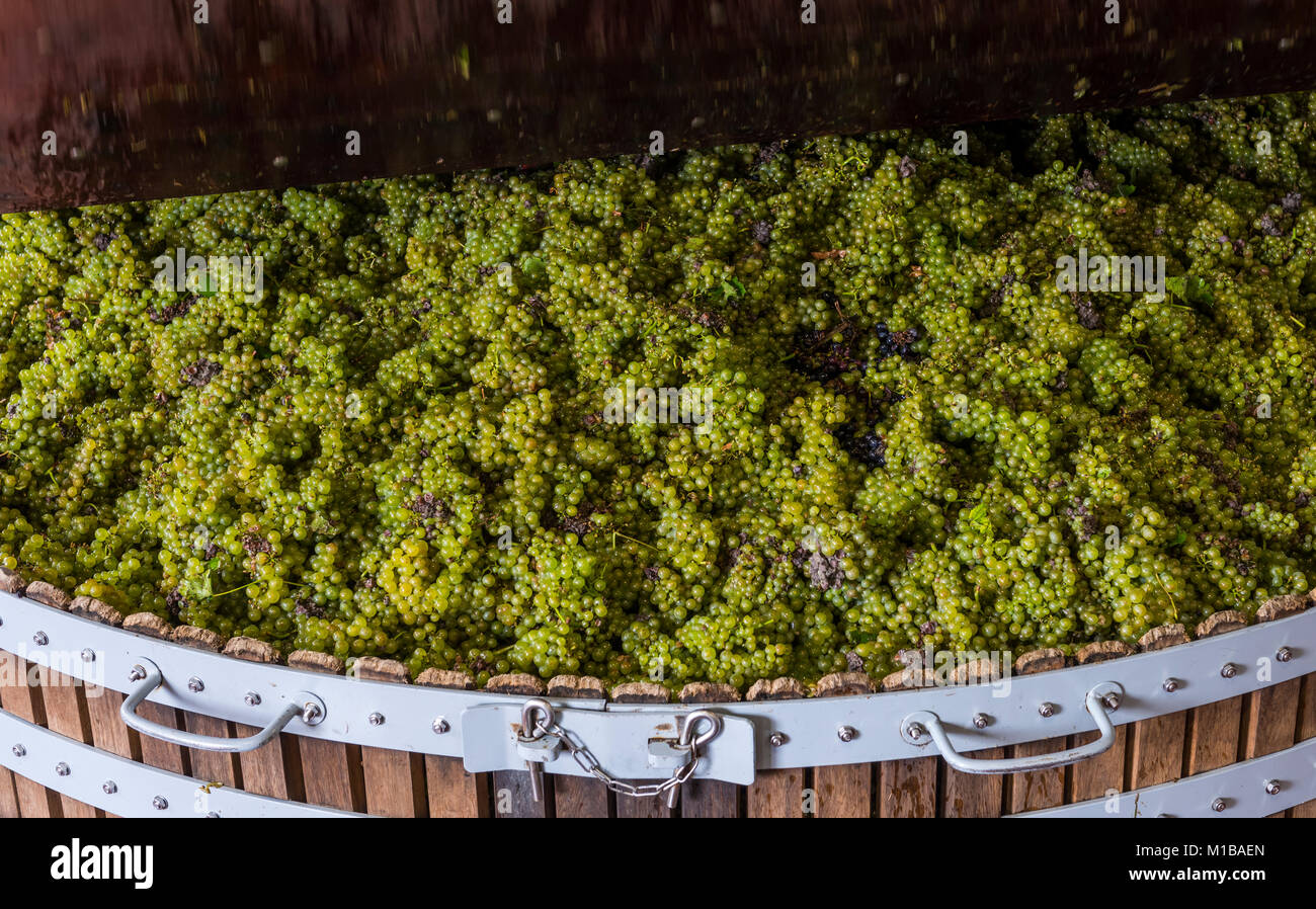 Dizy, Francia - 10 Settembre 2017: in legno antico torchio (pressoir) con  uve Chardonnay a Champagne casa reggente in Dizy, premere è in fase di  chiusura, Franc Foto stock - Alamy