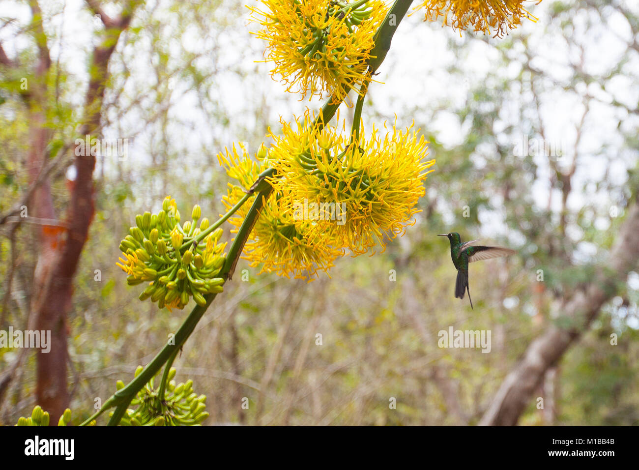 Colibrì Foto Stock