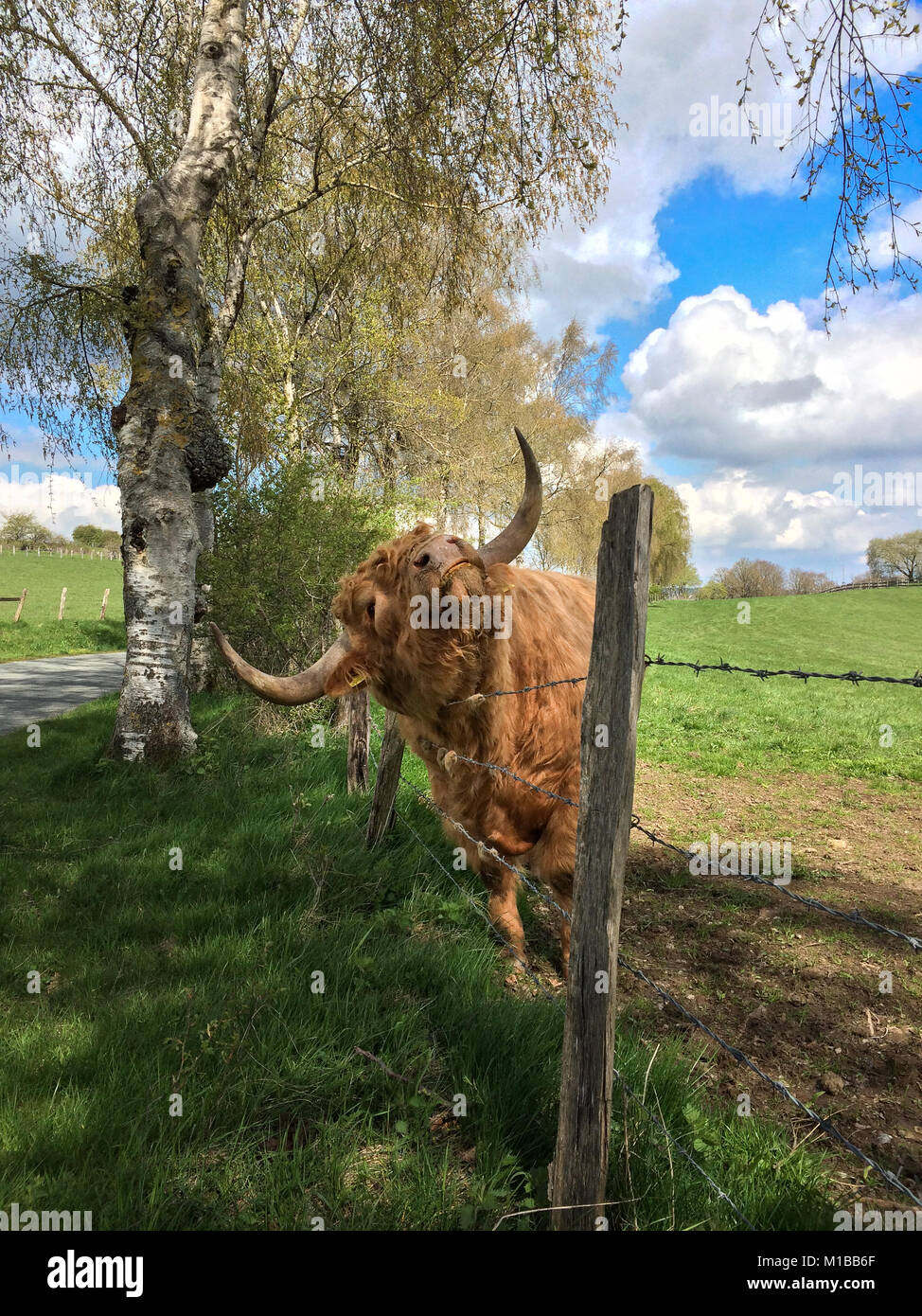 Highland bovini godetevi il prurito la recinzione in uno splendido scenario Foto Stock