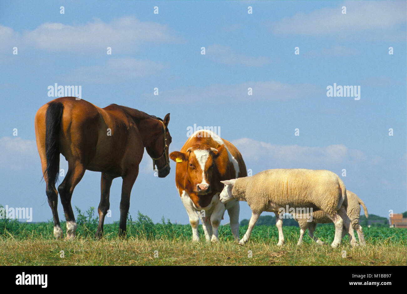 I Paesi Bassi. Petten. Polder chiamato Pettemer polder. Cavallo. La mucca. Pecore. Foto Stock