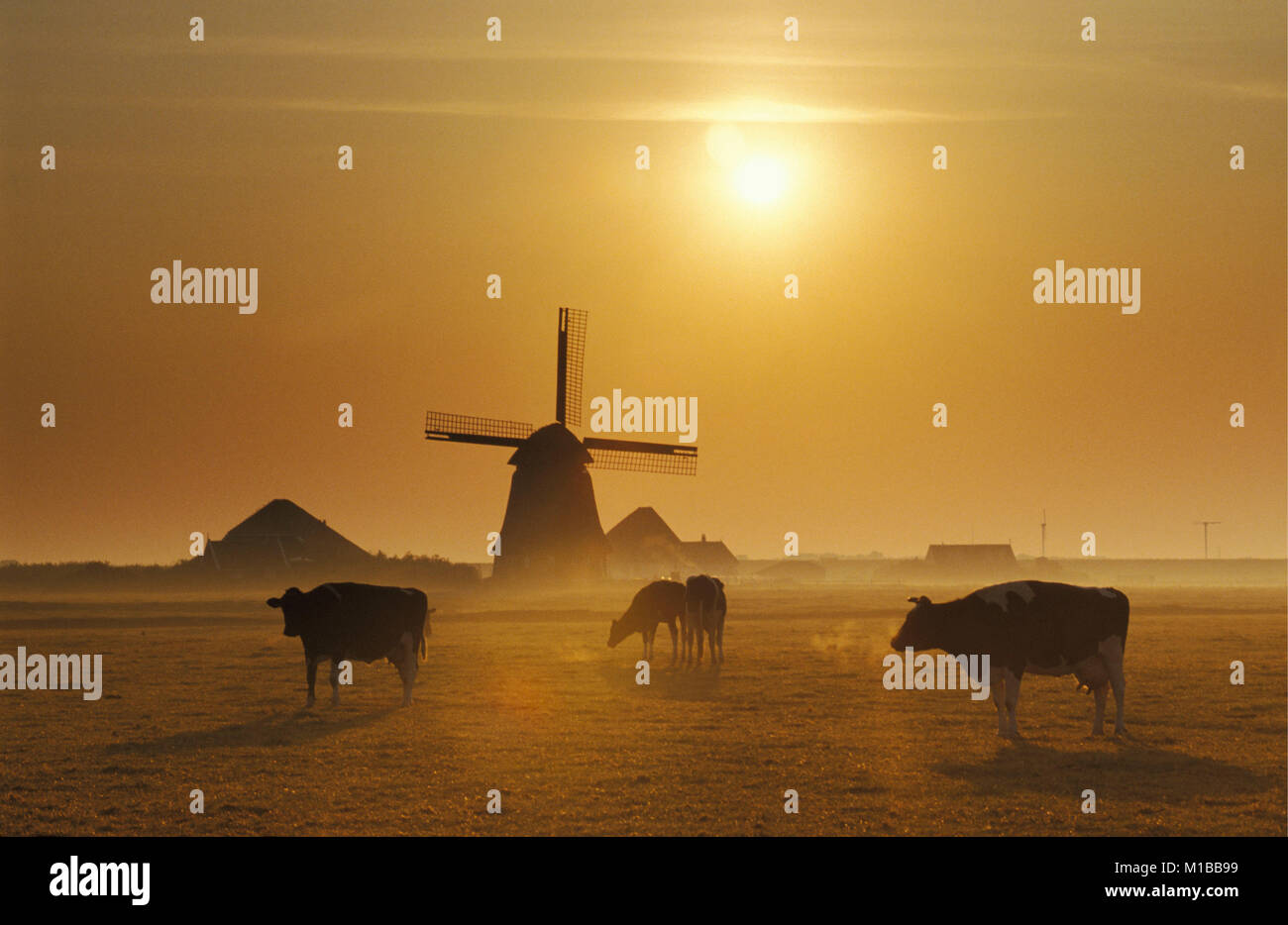I Paesi Bassi. Petten. Polder chiamato Pettemer polder. Nebbia. Sunrise. Mulino a vento. Le vacche. Foto Stock
