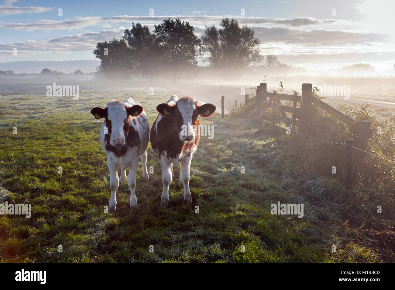 I Paesi Bassi, Nederhorst den Berg. Le mucche in nebbia di mattina. Sunrise. Foto Stock
