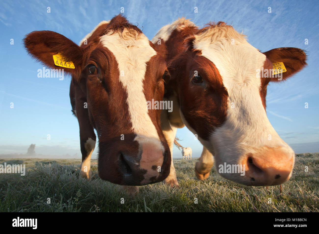 I Paesi Bassi, Nederhorst den Berg. Le vacche. Foto Stock