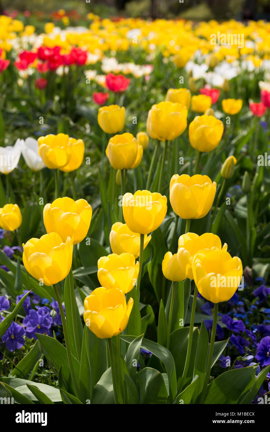 Tulpenbeet - letto di tulipani Foto Stock
