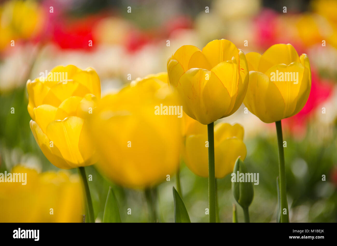Tulpe - tulipa - tulip Foto Stock