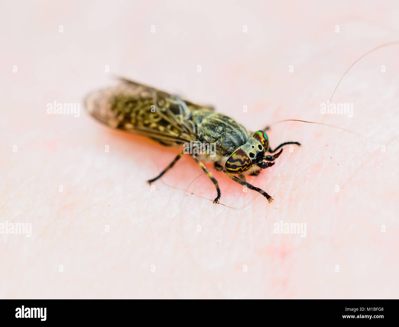 Horsefly Diptera morso di insetto sulla pelle Foto Stock