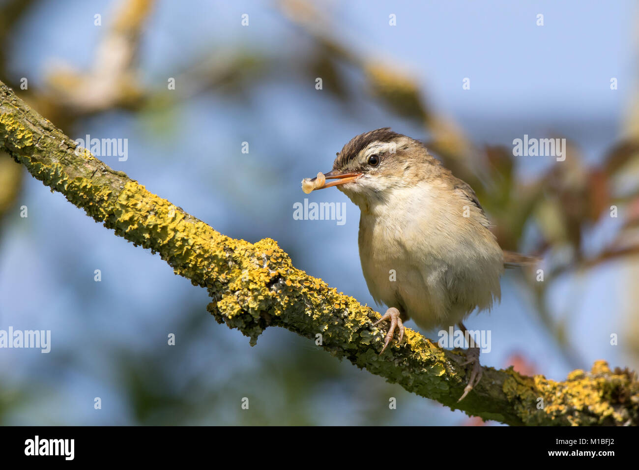 Primo piano di selvaggio, Regno Unito sedano uccello da guerra (Acrocephalus schoenobaenus) isolato, che si aggirano su ramo coperto di lichen, becco pieno di larve. Foto Stock